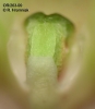 Bulbophyllum ornithorhynchum  (05)